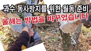 과수 동사방지를 위한 월동 준비. 올해는 방법을 바꾸었습니다.(과일나무 겨울나기, 과수 월동, 과수 월동 준…