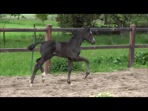 *2021 Stute von In my Mind - Hohenstein