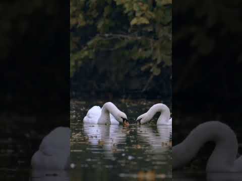 Amazing Scene of Wild Animals In 4K - Scenic Relaxation Film - Part 2 #shortviralvideo