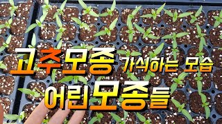 고추모종 가식하는 모습과 어린 모종들