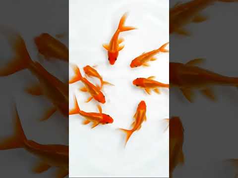 Cat Games: Goldfish Aquarium! (Videos for Cats to Watch)
