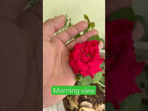 Mini Terrace garden❤️ #shorts #gardening #flowers #youtube #plants