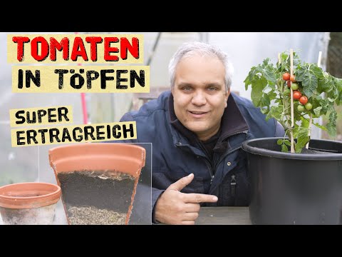 So kann jeder Tomaten in Töpfen mit hohem Ertrag anbauen, automatische Bewässerung, Topfgröße, Erde