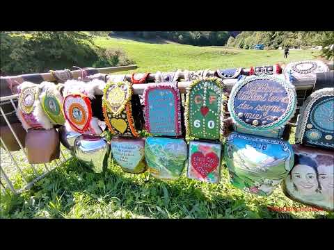 CAMPANACCI E PANORAMICA ALLE MUCCHE A PONTECHIANALE IN VALLE VARAITA (CN)  - DOM. 11 - 9 - 2022.