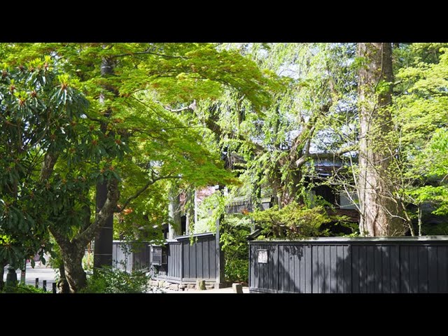 2024 [Kakunodate’s Fresh Greenery] April 28th