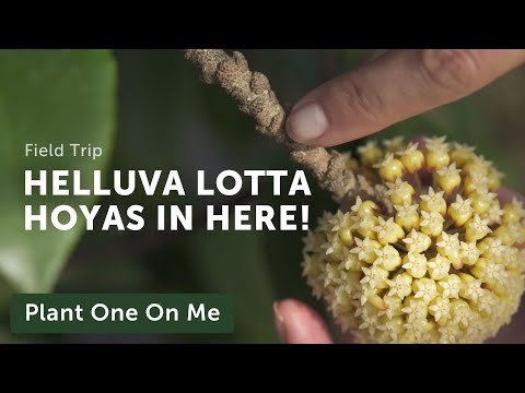 LARGEST HOYA COLLECTION Tour at Nong Nooch Tropical Garden, Thailand — Ep. 147