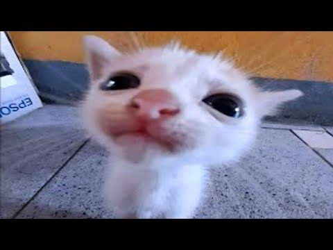 CUTE KITTENS on Earth Act Like Comedians 😲😂 Funny Baby Animals Videos