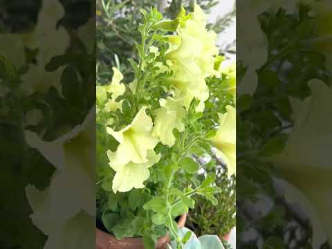 バルコニー、テラス、パティオのプランターを引き立てる常緑植物はどれですか?  庭園