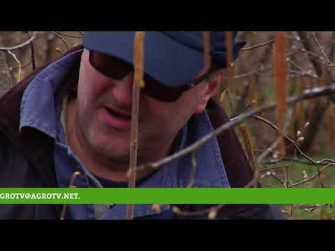 Reč struke ep. 160 08.03.2018. - Rezidba lešnika u zasadu Srećka Ilića i Vladimira Perišića