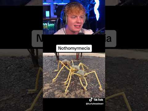 Insects That Used to Be Giants! 😱