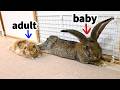 Flemish Giant Rabbit Meets Lop Rabbit Rabbit Bonding Process