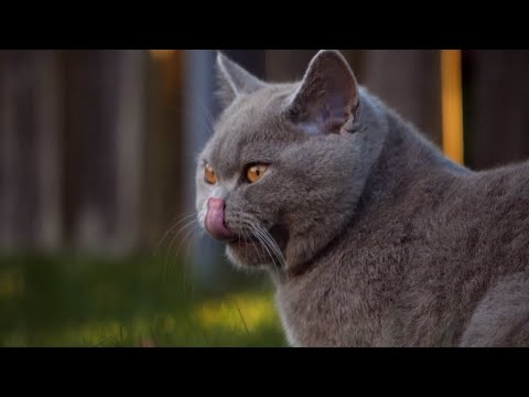 Mūsų gyvūnai 2021-05-16