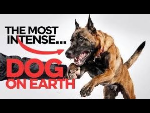 Why the Belgian Malinois Is the Most Extreme Dog on Earth