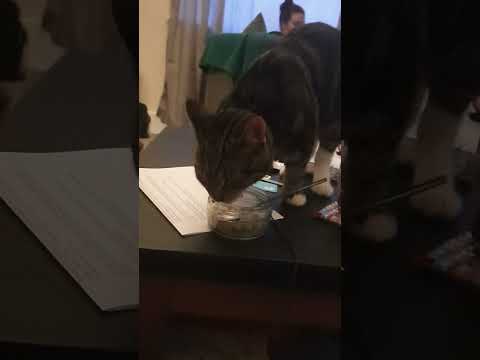 #cat #alphonso #dessert #meow #cats #uk #usa #canada #india #china