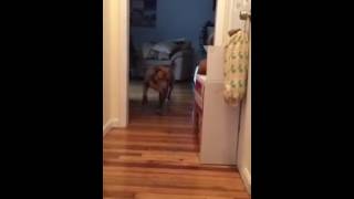 Did you ever see a dog tip-toe?