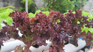 Paraan sa Pagbenta ng Lettuce? How to market our lettuce produce?