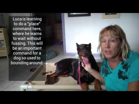 Luca — Dog Training Port Orange: day 1