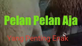 Download lagu Hahaha!!! Kambing Biri Biri ini baru Belajar Kawin mp3