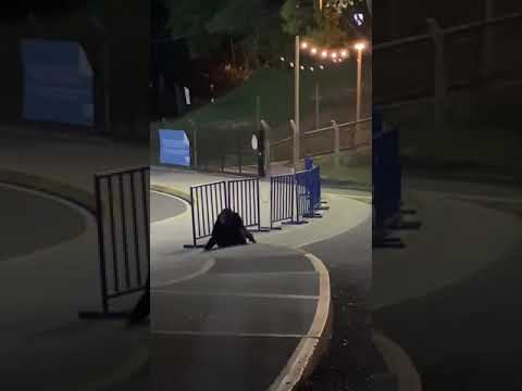 escaparon#chimpances#zoologico#ukumari#pereira#bioparque