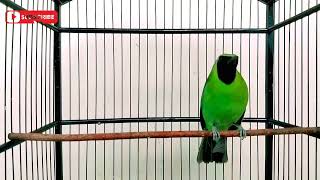 Download lagu AWAS EMOSI !! PANCINGAN CUCAK IJO GACOR FULL ISIAN KASAR DONGKRAK IJO LAWAN AGAR CEPAT JAMTROK mp3