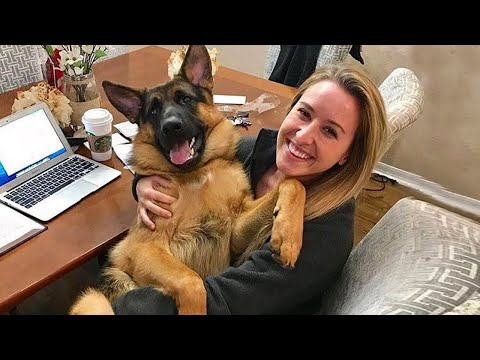 Prenez un chien, vous vivrez ces moments ! Les chiens et les humains les plus drôles 2023