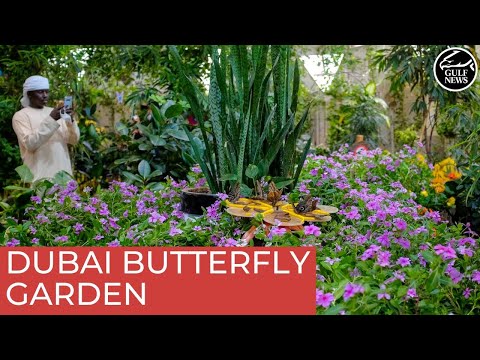 Inside the world’s largest indoor butterfly garden in Dubai
