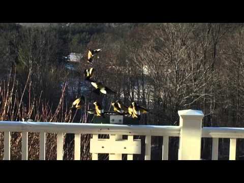 Evening Grosbeaks Jan 2016