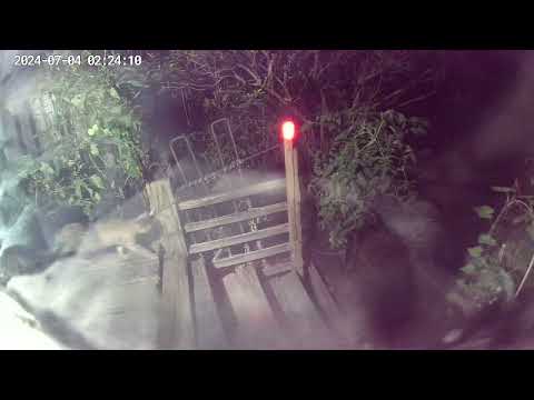 Cat Harbor ~ One Of The Raccoon Family.