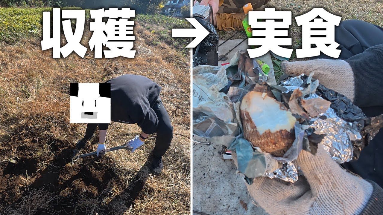 【キャンプ飯】畑で掘った里芋を直火焼きで食べてみた