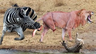 Incredible Moments Lion Are Attacked And Tortured By Africa's Deadliest Zebra To Save Newborn Zebra