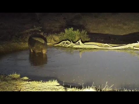 Djuma: Hippo with injured leg leaves - 06:02 - 07/08/19