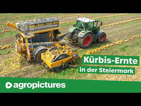 Kürbisernte in der Steiermark mit der Agro-Stahl AXR 430 & Kürbisschieber | Kürbiskernöl Herstellung