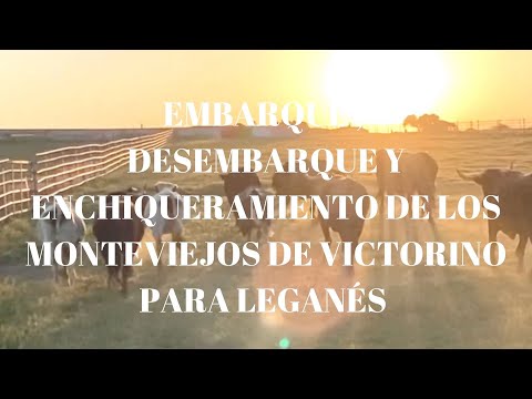Embarque, Desembarque y Enchiqueramiento de Monteviejo para Plaza de Toros La Cubierta de Leganés