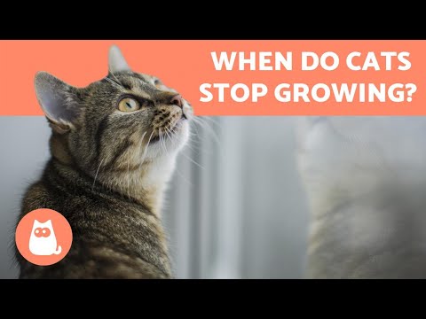 When is a CAT an ADULT and when do they STOP GROWING?