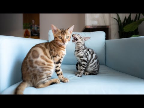Bengal Kittens Coming Home - Kopi with Kaya