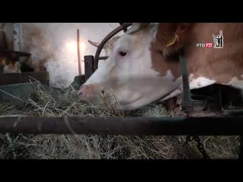 Prilog RTVKV Mladi bracni par iz Zice uspeo na selu