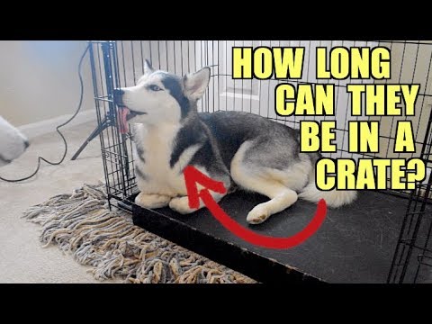 How Long Can A Husky Be In A Crate?