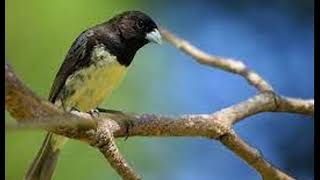 Coleiro Tui Tui Canto Curto Para Ensinar Filhotes