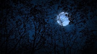 Moving Through The Woods Under Full Moon | Stock Footage - Videohive