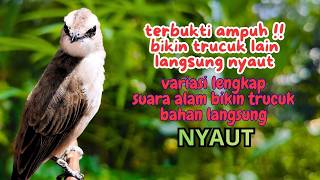 Download lagu Trucukan GACOR ngalas ROPEL PANJANG suara alam AMPUH buat pancingan jadikan trucuk Gacor GARUDA mp3 Download lagu Trucukan GACOR ngalas ROPEL PANJANG suara alam AMPUH buat pancingan jadikan trucuk Gacor GARUDA mp3