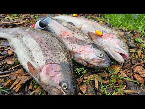 Erfolgreiches Oberflächen angeln mit der einfachsten und leichtesten Montage auf Forelle & Lachs