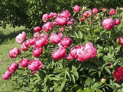 pourquoi la rhubarbe fleurie