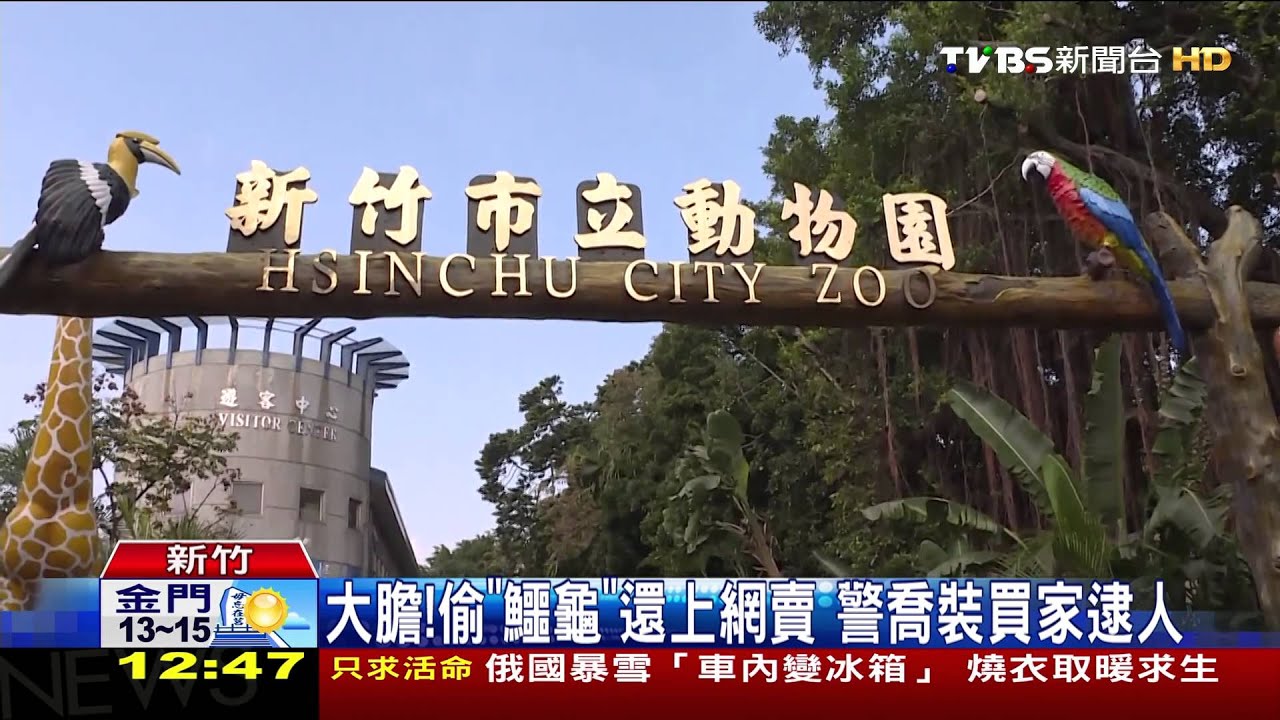 大膽!偷「鱷龜」還上網賣 警喬裝買家逮人