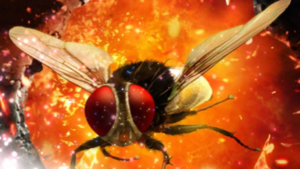 Lava Lava Song Lyrics | Naan Ee | Achu, Shivani