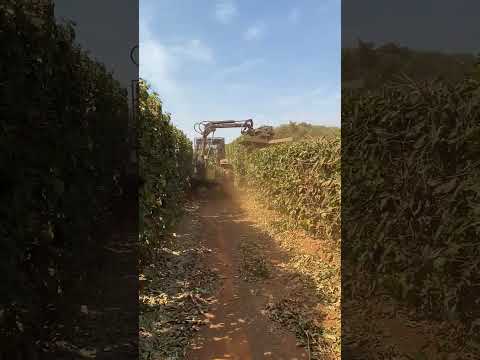 patrocínio Minas gerais