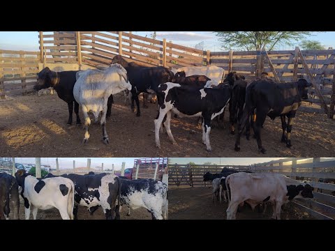 11 DO 11 EM BELA VISTA GRANITO-PE. #nordeste 