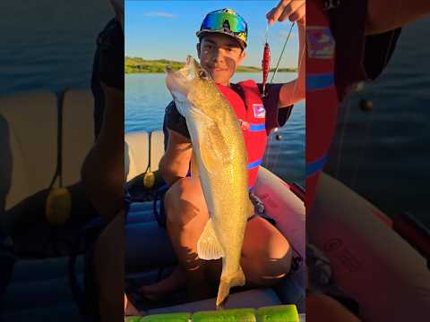 Nice walleye  bud!! #catchandrelease #walleye  #shorts