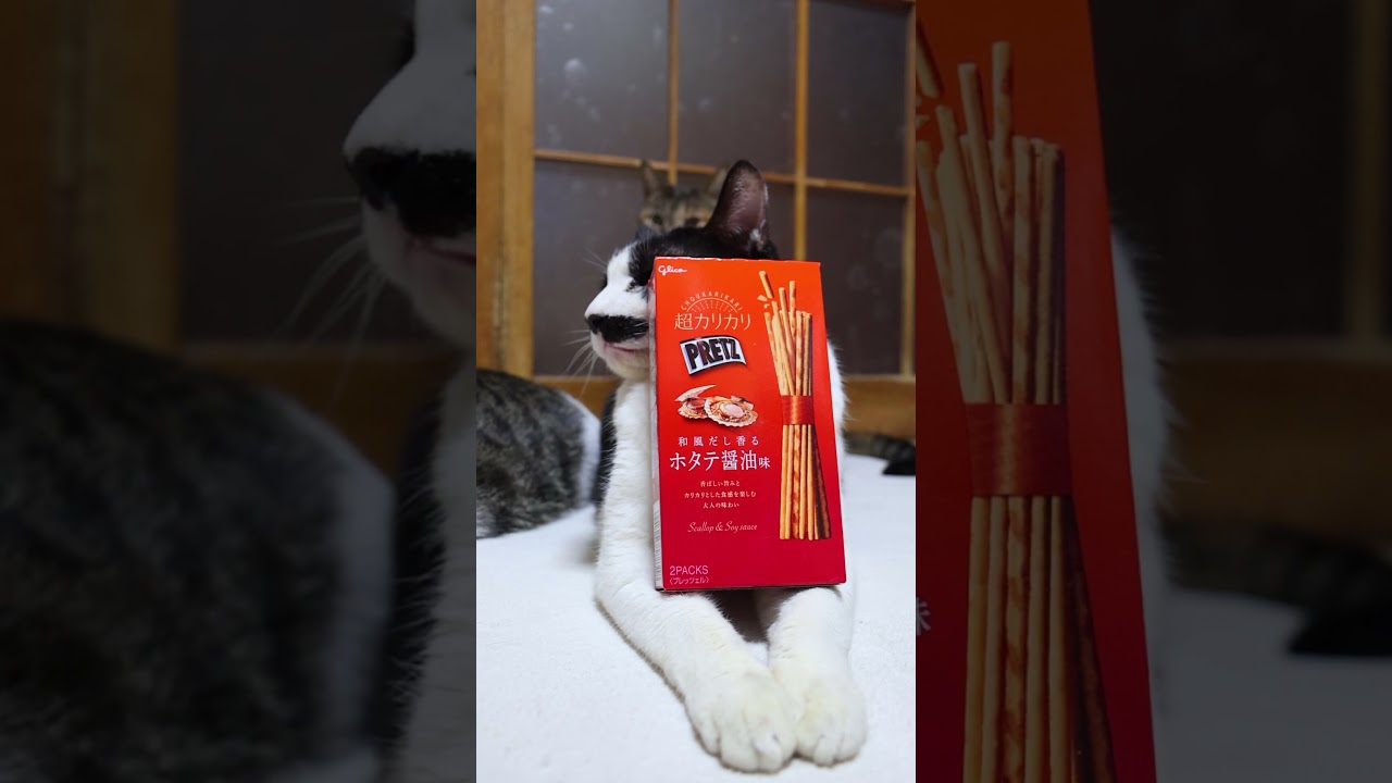 超カリカリプリッツ＜和風だし香る ホタテ醤油味＞　260405　#のせ猫　 #cat　 #猫のいる暮らし　 #cute　 #ねこ　 #kitty　 #ネコ　 #cutecat　 #kitten　 #猫