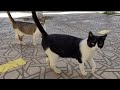 The Tuxedo Cat Meows As If To Tell Me It S Hungry