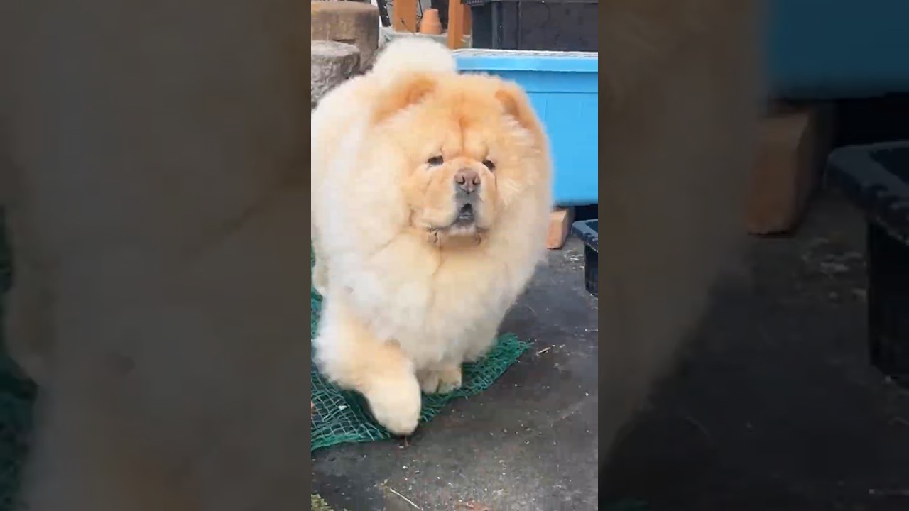 庭で野生動物のニオイがしたらめちゃくちゃ張り切るこま警視庁